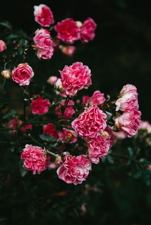 Free Close-up of vibrant pink roses blooming with rich petals and lush foliage. Stock Photo