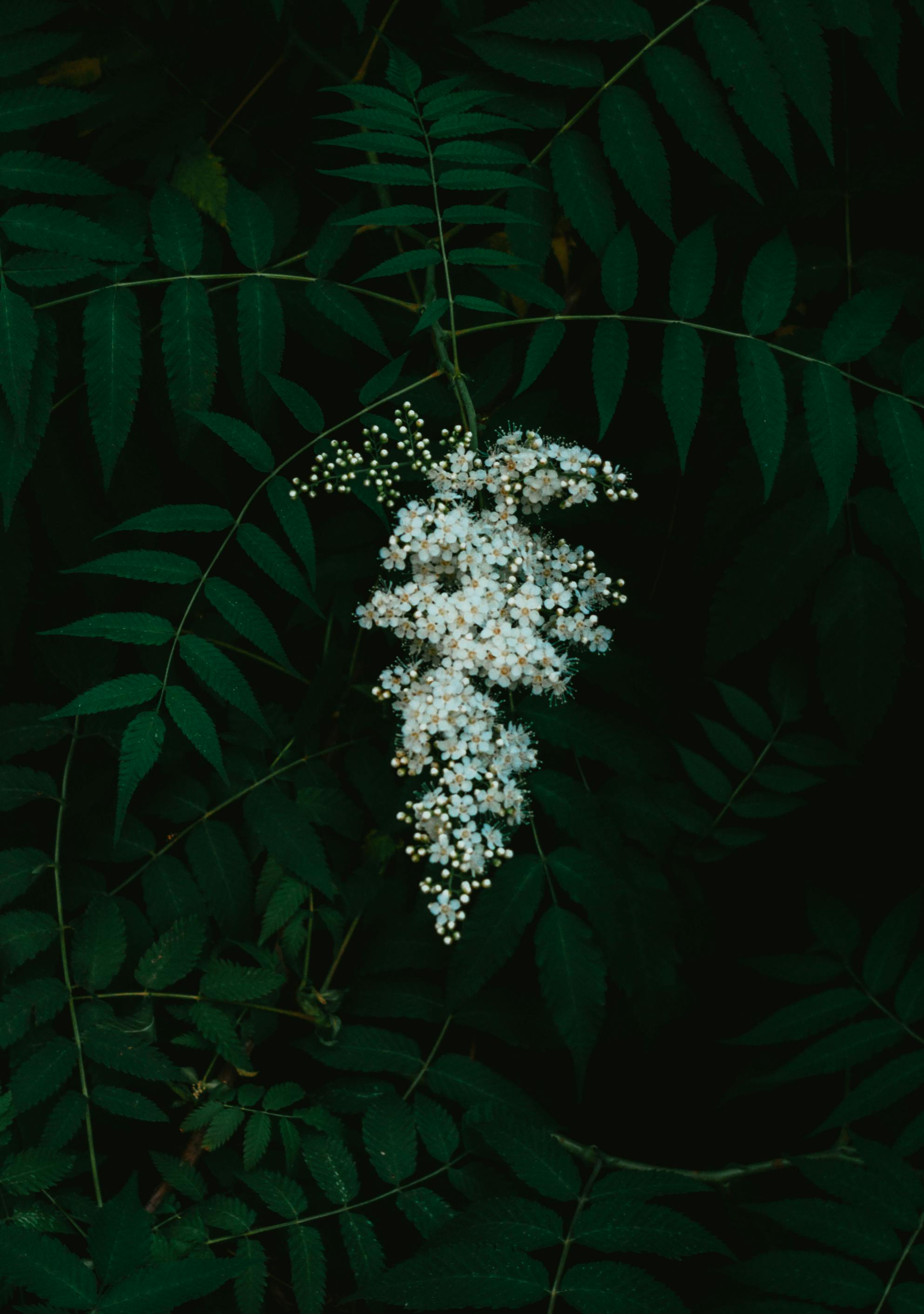 Deadheading Demystified: Specific Techniques for Single-Stem, Cluster, and Bushy Flowers to Ensure Non-Stop Blooms