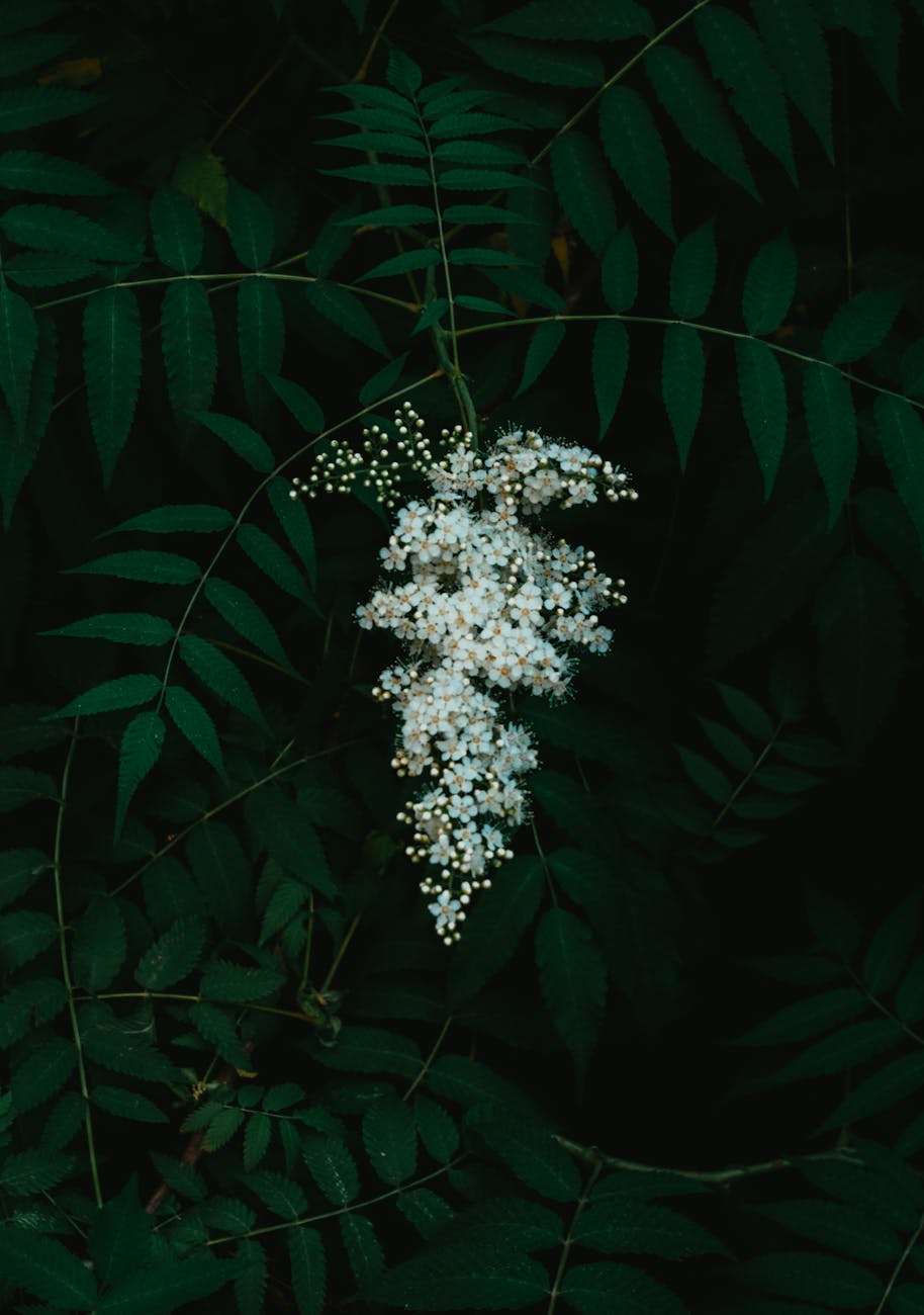 Deadheading Demystified: Specific Techniques for Single-Stem, Cluster, and Bushy Flowers to Ensure Non-Stop Blooms