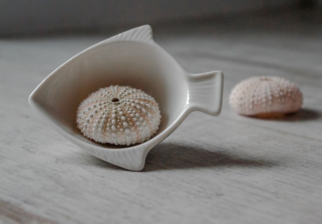 Shell Fish Octagonal Shell in a Bowl in the Shape of a Fish Β· Free Stock Photo
