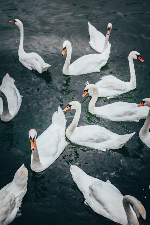 White Swans on Water
