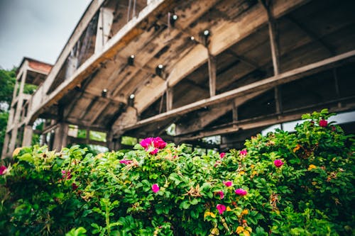 Blooming Flowering Plants