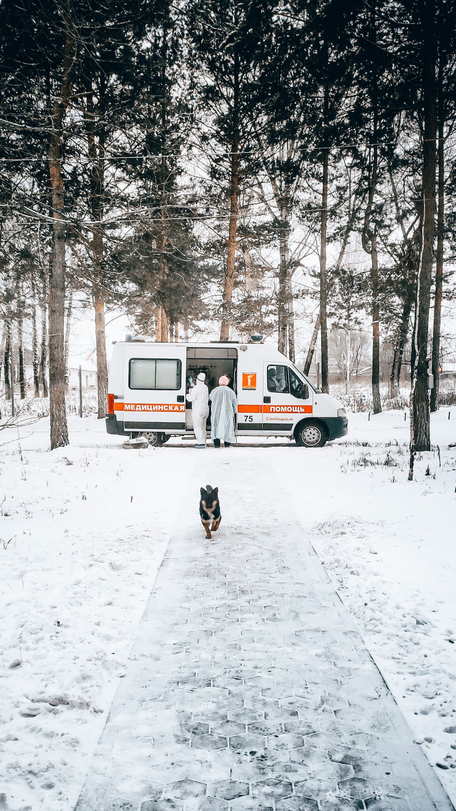 Free Dog on a Walkway Near a Parked Ambulance Stock Photo