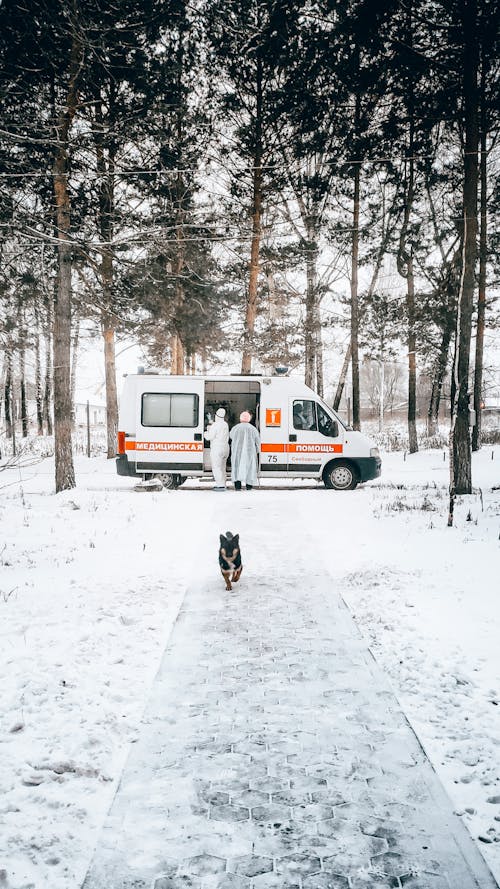 Foto profissional grátis de ambulância, animal, árvores