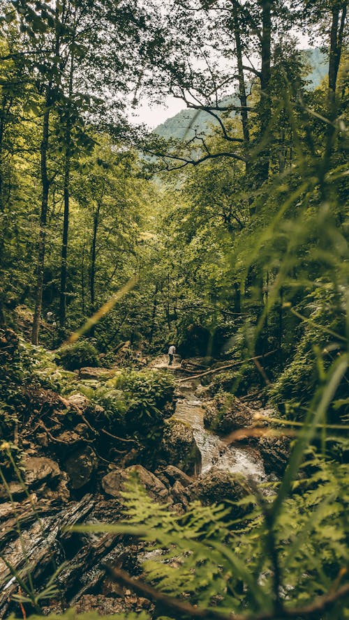 Foto profissional grátis de ao ar livre, denso, ecológico