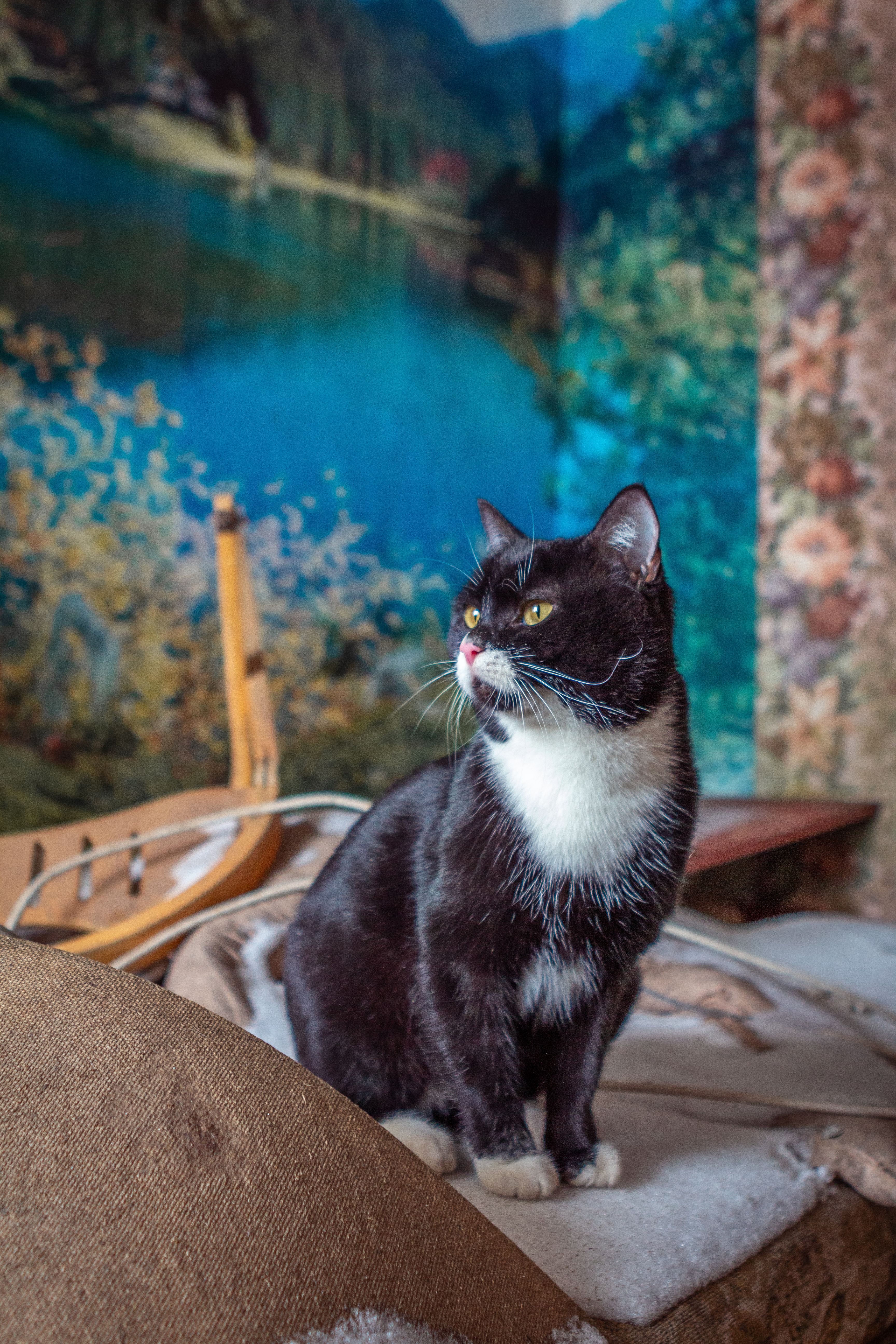 Black And White Cat Sitting On A Couch Free Stock Photo
