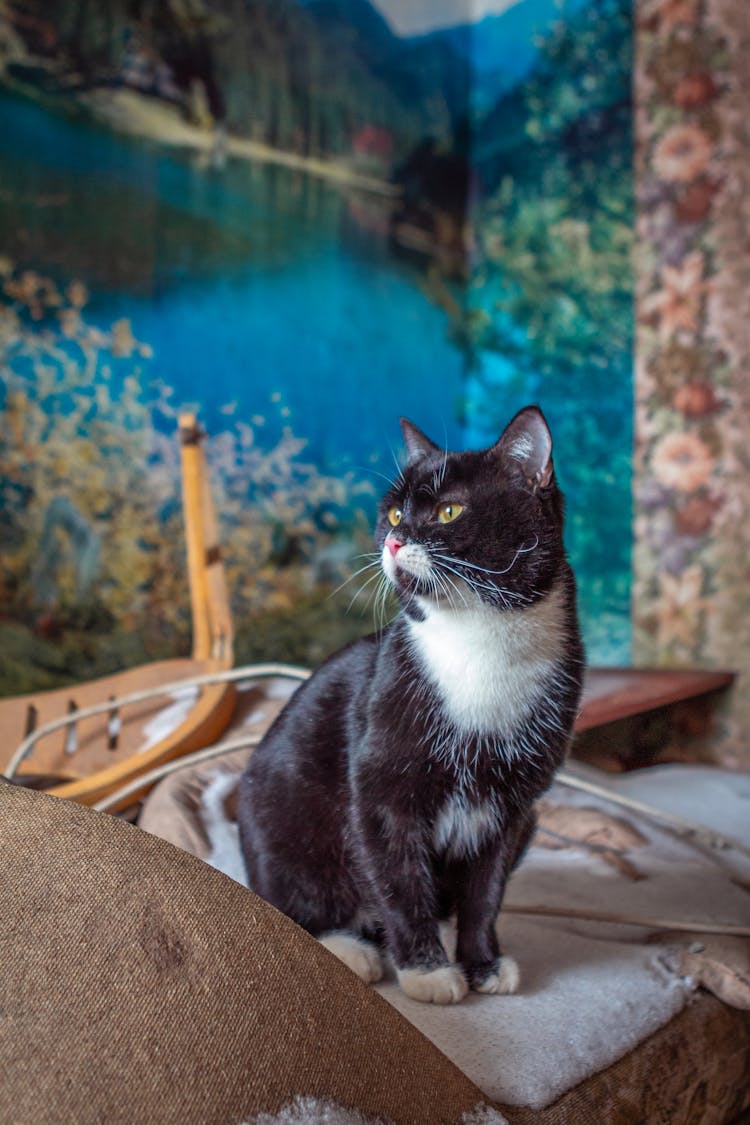 Black And White Cat Sitting On A Couch 