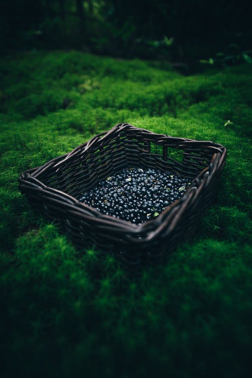 Blueberries in Wicker Basket