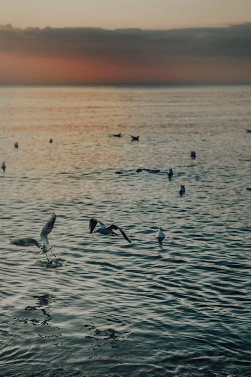 Immagine gratuita di acqua, crepuscolo, gabbiani