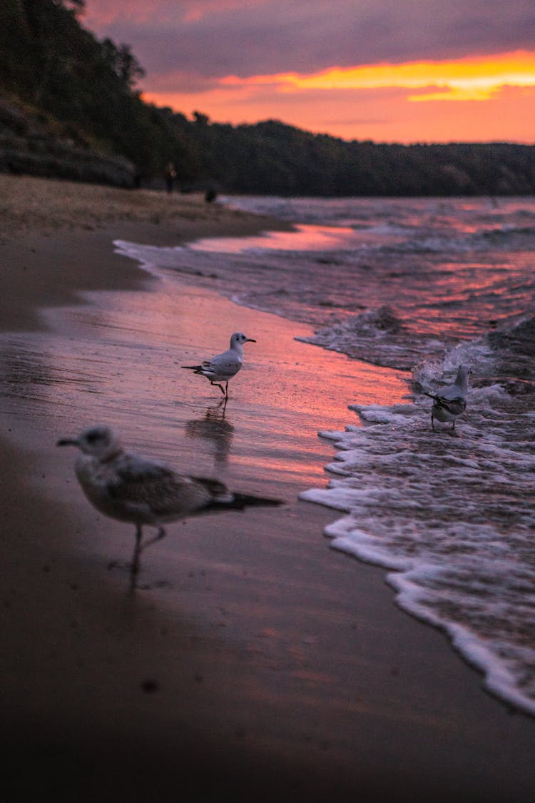 Seagulls On Beach At Sunset