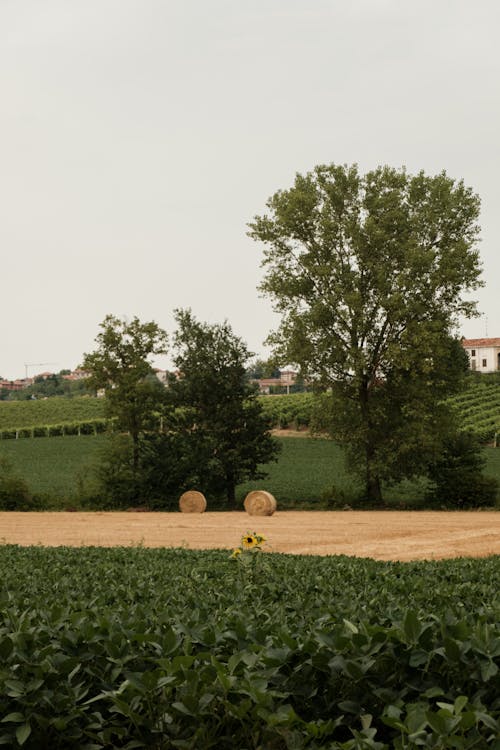 Hay Bales on Field