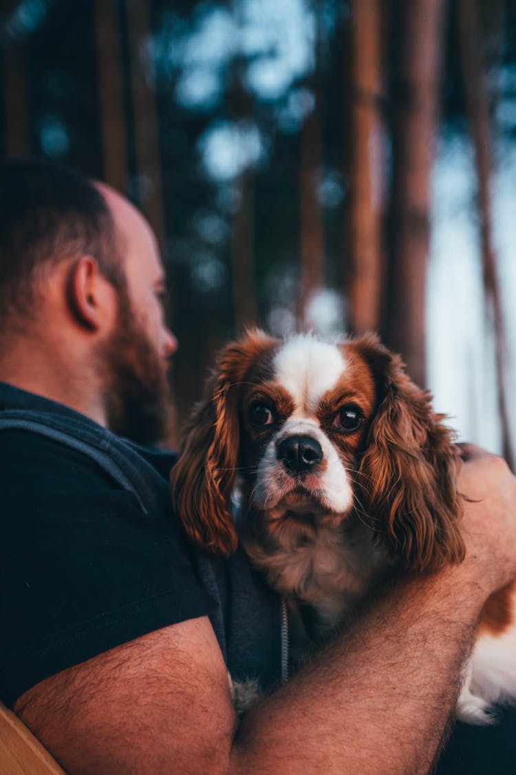 Man Holding Spaniel Dog