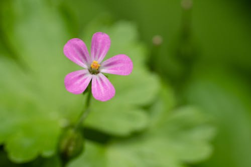 Free Close-Up Shot of Pink Flower Stock Photo