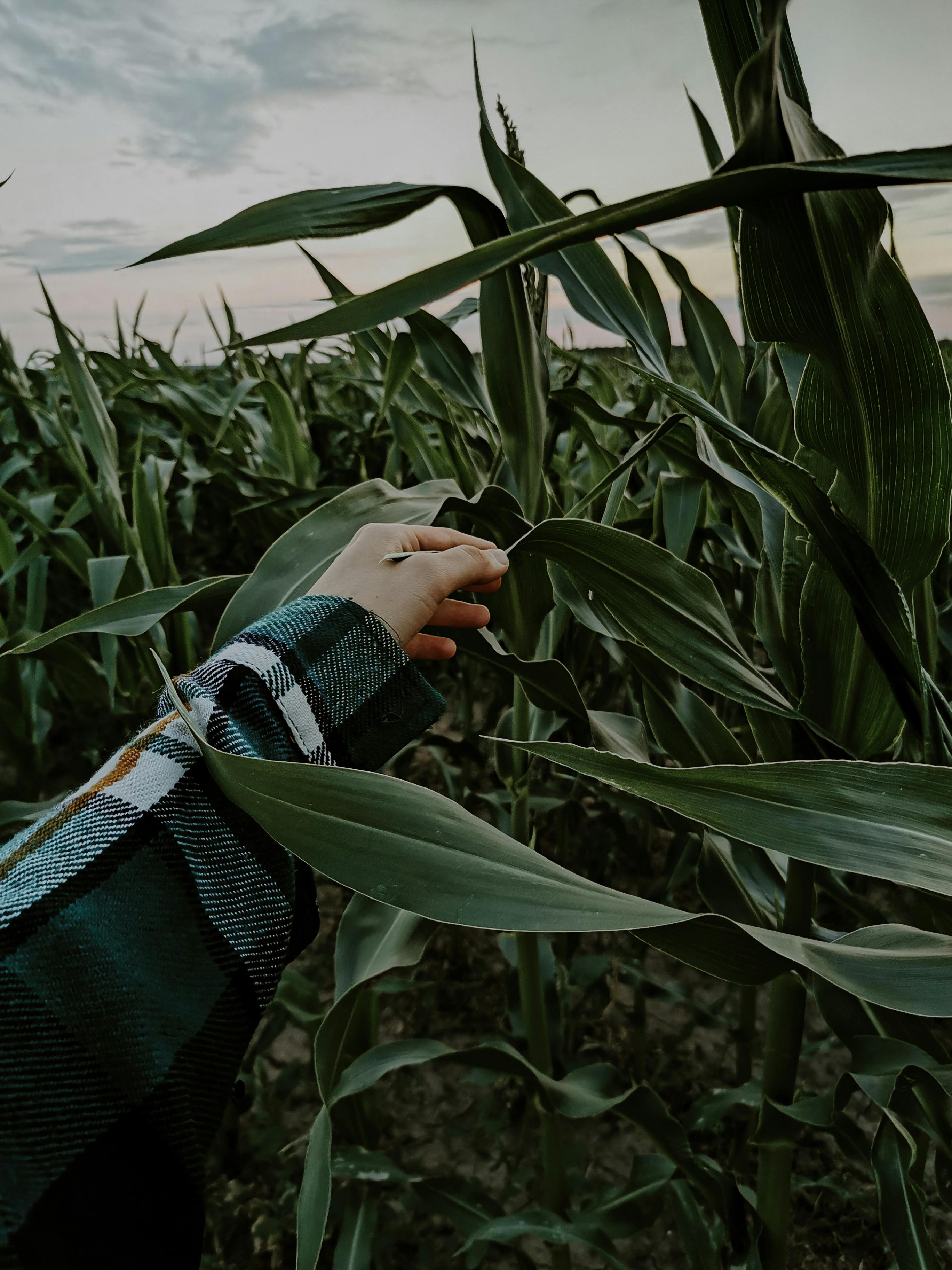 naked corn field 