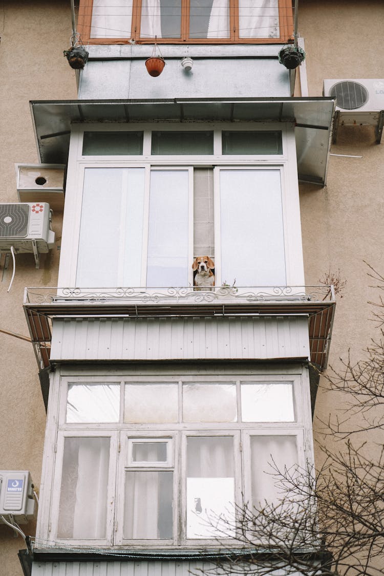 Dog Looking Outside On A Wooden Window Of A House