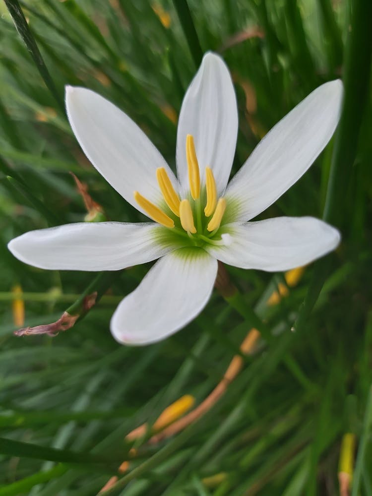 Close Up Shot Of A Zephyrlily