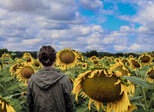A Person Near Sunflowers
