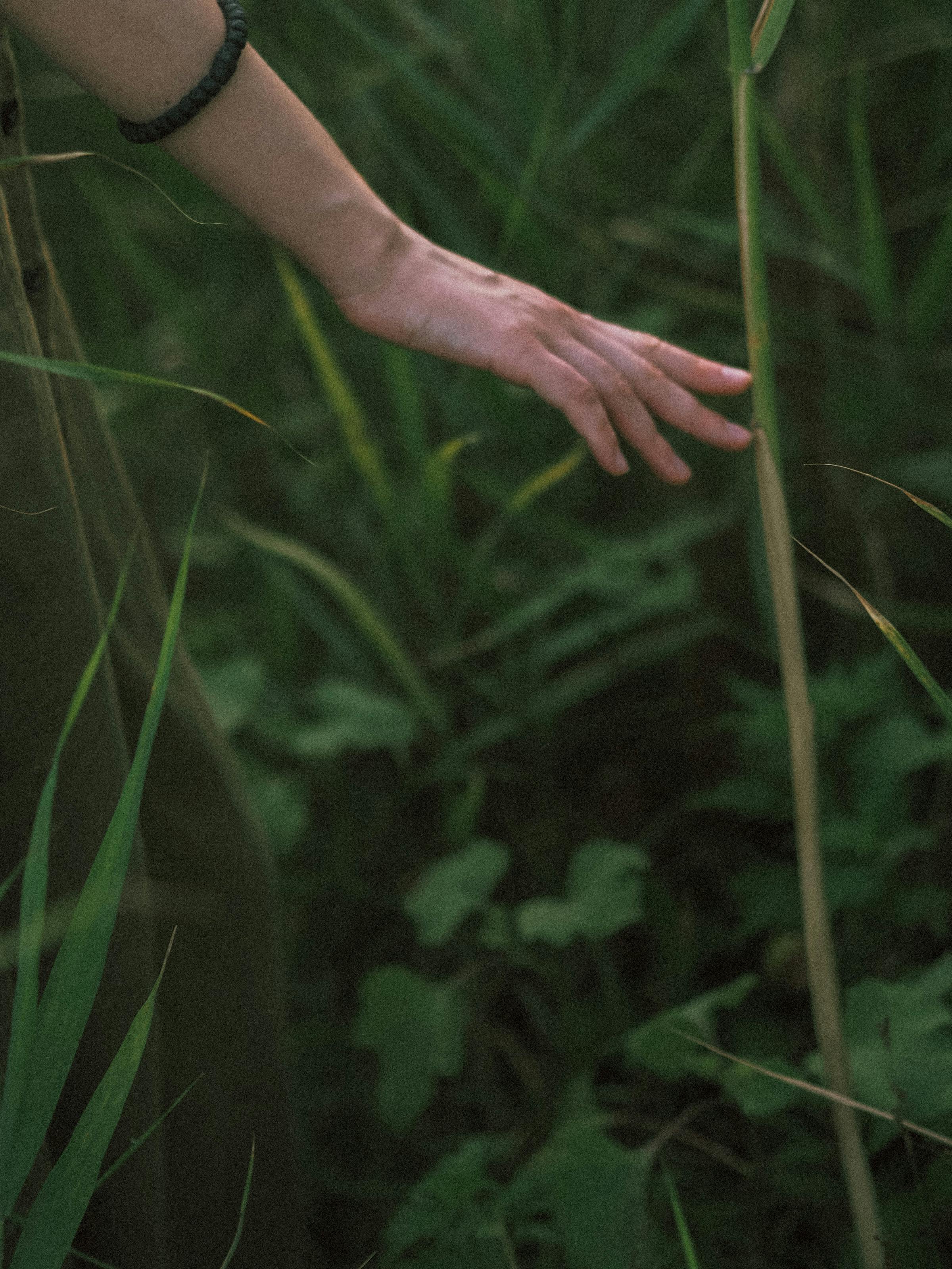 A hand gracefully touches tall green plants in a natural setting, creating a serene and organic scene.