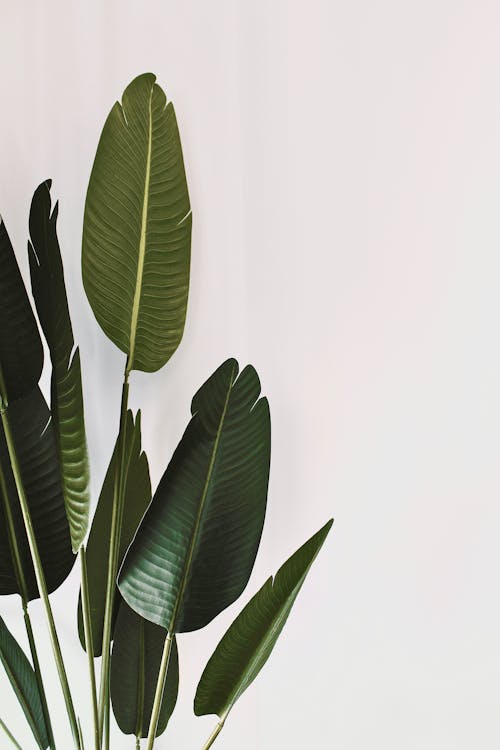 An Indoor Plant with Green Lush Leaves Beside a White Wall