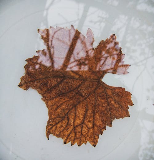 Kostnadsfria Kostnadsfri bild av brunt löv, lönnlöv, närbild Stock foto