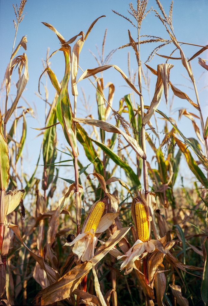 Ripe golden corn cobs