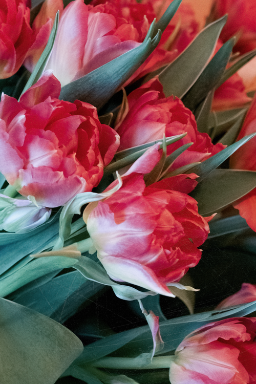 Free Close-up of vibrant red and pink tulips in full bloom showcasing delicate petals and lush green leaves. Stock Photo