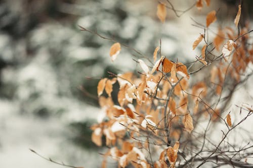 Gratis lagerfoto af flora, frost, gren