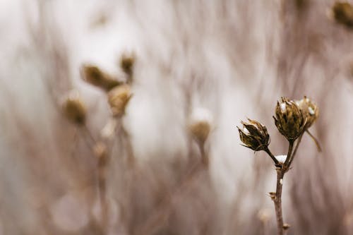 Gratis arkivbilde med blomst, dyr, farge