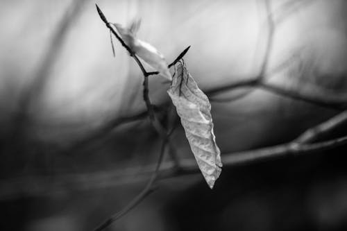 Základová fotografie zdarma na téma detail, divočina, flóra