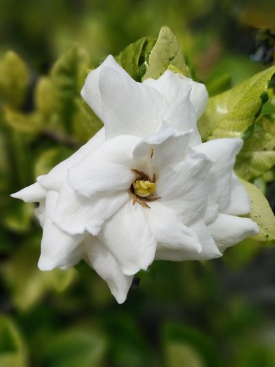 Gardenia