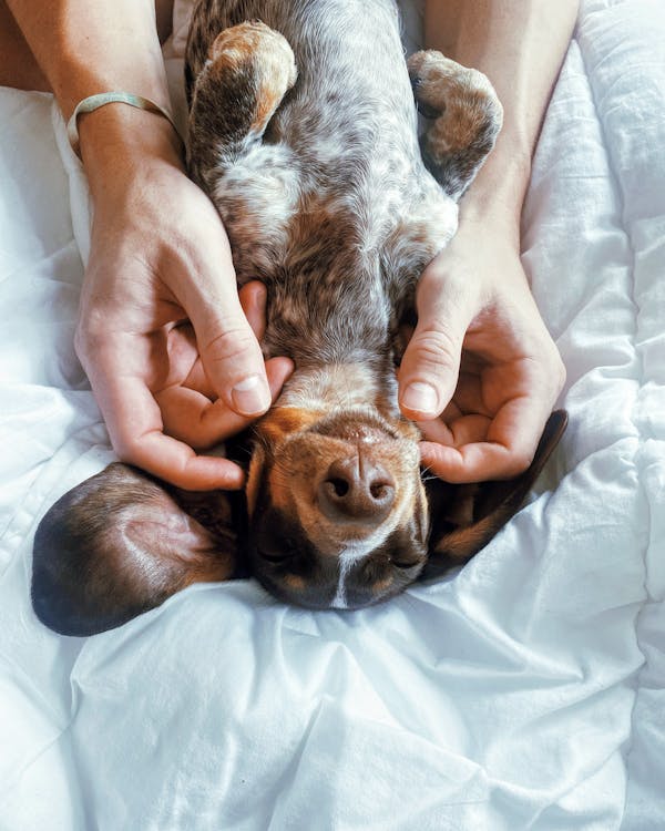 Free A Close-Up Shot of a Dachshund Sleeping  Stock Photo