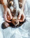 Person Holding Brown and White Short Coated Dog