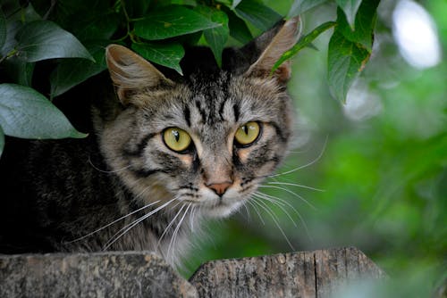 Free A Gray Tabby Cat on a Wooden Fence Under the Tree Stock Photo