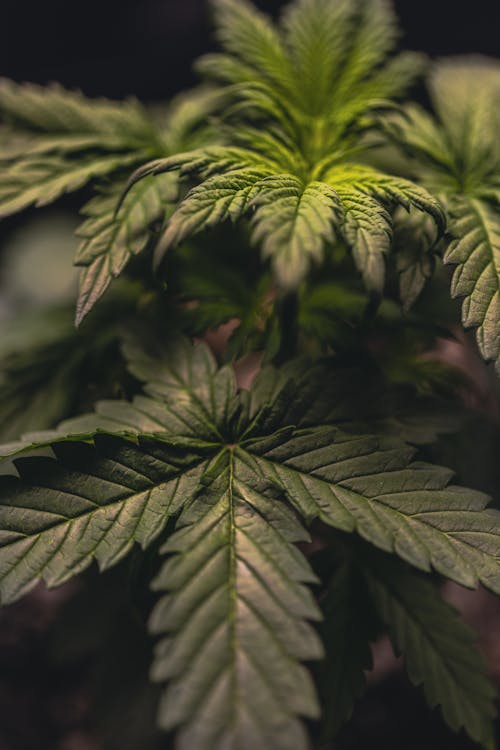 Close Up Photo of Marijuana Plant