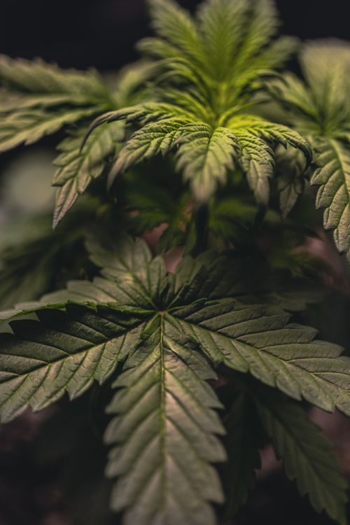 Free Detailed close-up of a cannabis plant showcasing green foliage with natural depth of field. Stock Photo