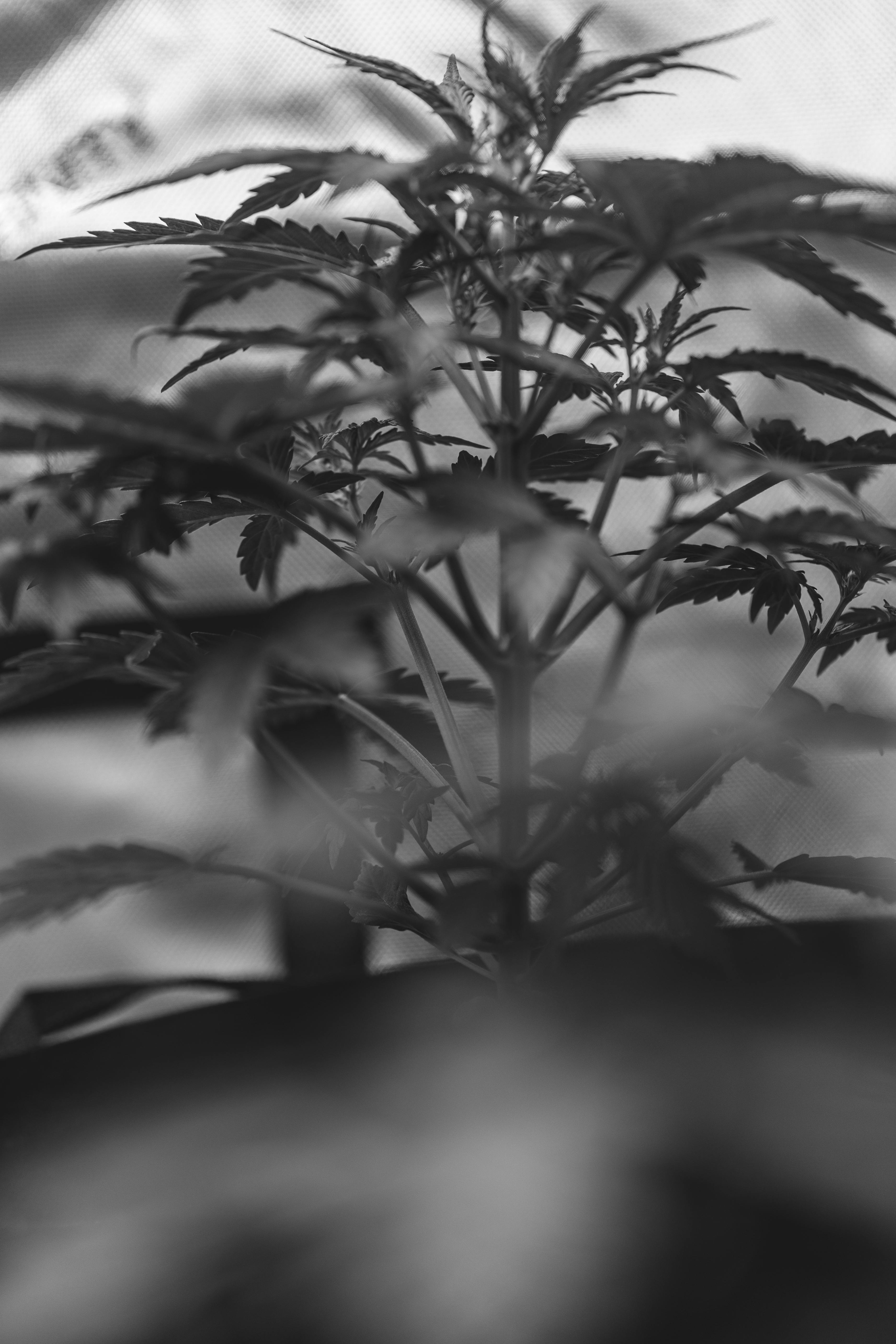 Kostenloses Foto zum Thema: blätter, cannabis, einfarbig,  graustufenfotografie, marihuana, pflanze, schwarz und weiß, selektiven fokus