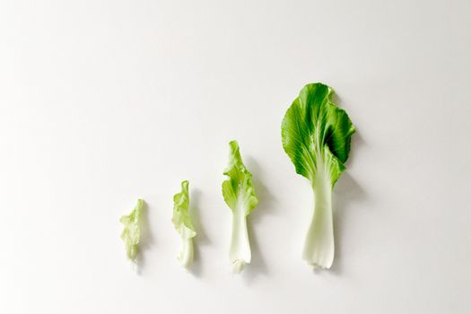 科学处理隔夜菜的步骤图解，包括及时冷藏、生熟分开、充分加热等