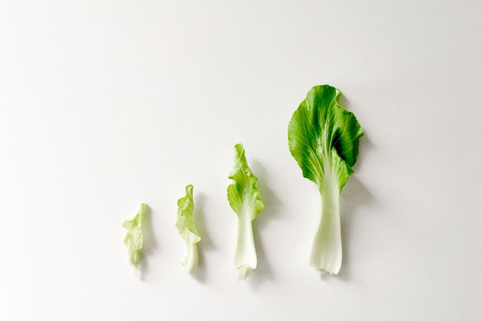 A close-up of fresh leafy greens aligned on a white surface, showcasing their growth stages.