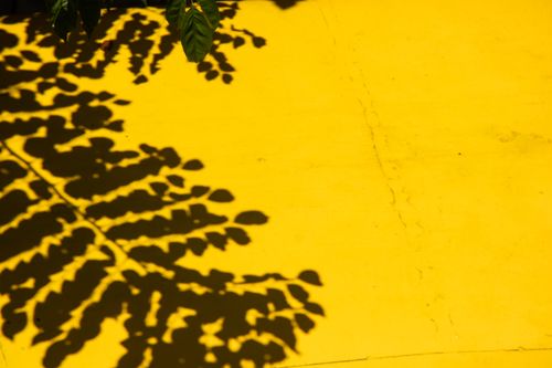 Free Artistic close-up of leaf shadows on a bright yellow wall, creating a striking visual contrast. Stock Photo