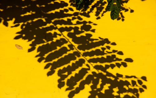 Close Up Shot of a Shadow Leaves