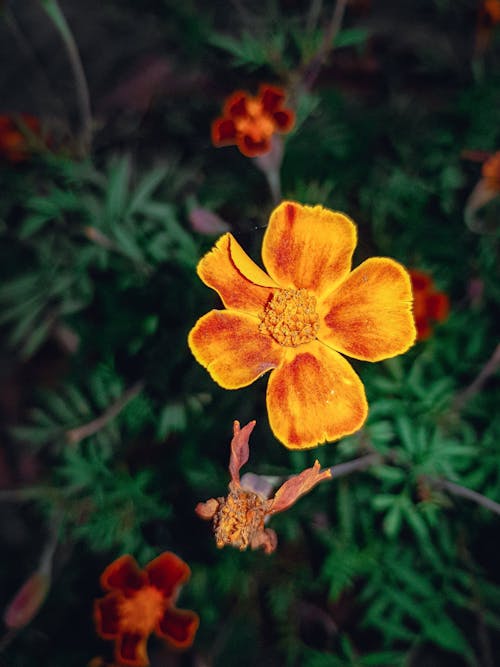 Free Brown and Yellow Flower in the Garden Stock Photo