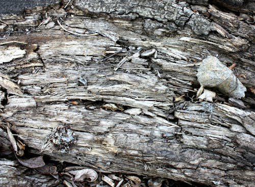Бесплатное стоковое фото с дерево, обломки, текстура