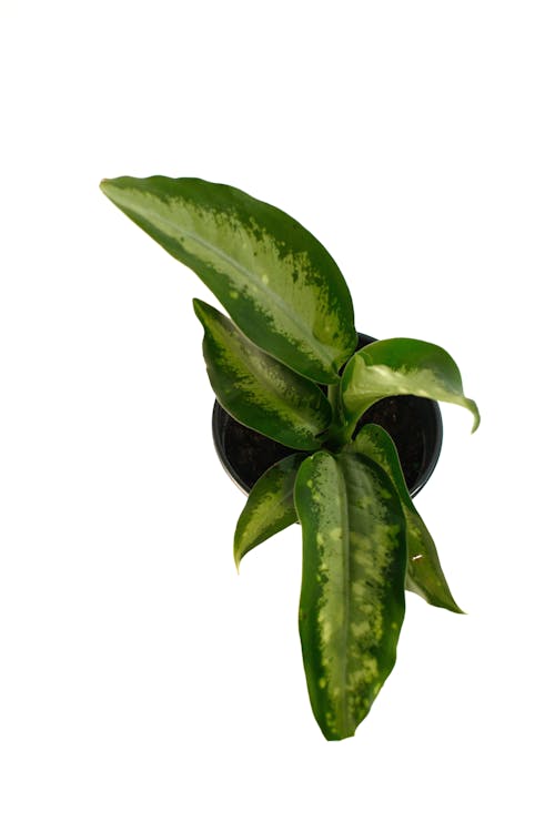 Kostnadsfri bild av dieffenbachia, dieffenbachia stänk, grön