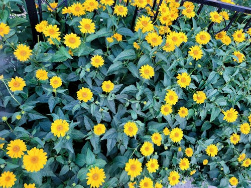 คลังภาพถ่ายฟรี ของ 4k, fleurs, ดอกสีเหลือง
