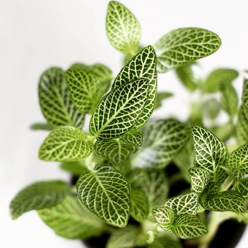 Green Leaves on White Background