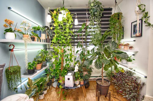 Free stock photo of amazing, beautiful plants set up, bedroom plant