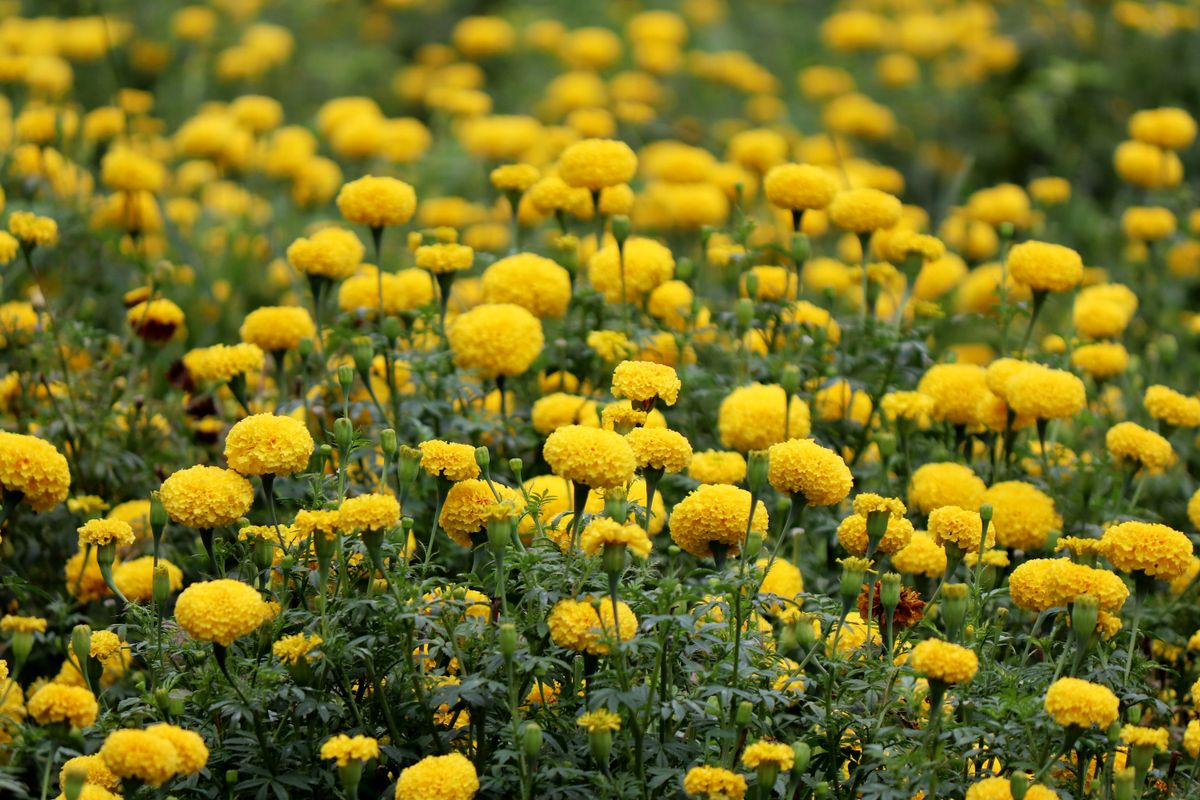 Marigold Dreams 76个图片和视频，由Lisa from Pexels收藏