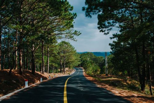 Free Peaceful winding road through a lush pine forest, perfect for travel and adventure enthusiasts. Stock Photo