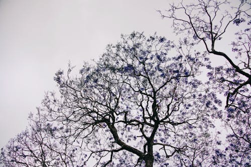 Arbres à Feuilles Bleues