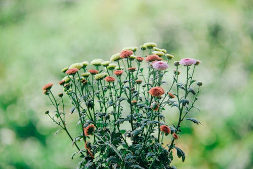 無料 さまざまな色の花の浅い焦点の写真 写真素材